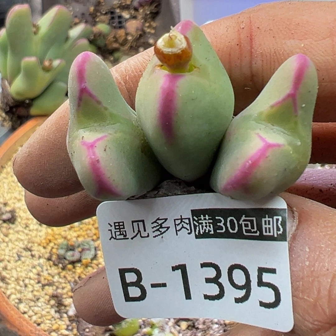 多肉植物1111111111111