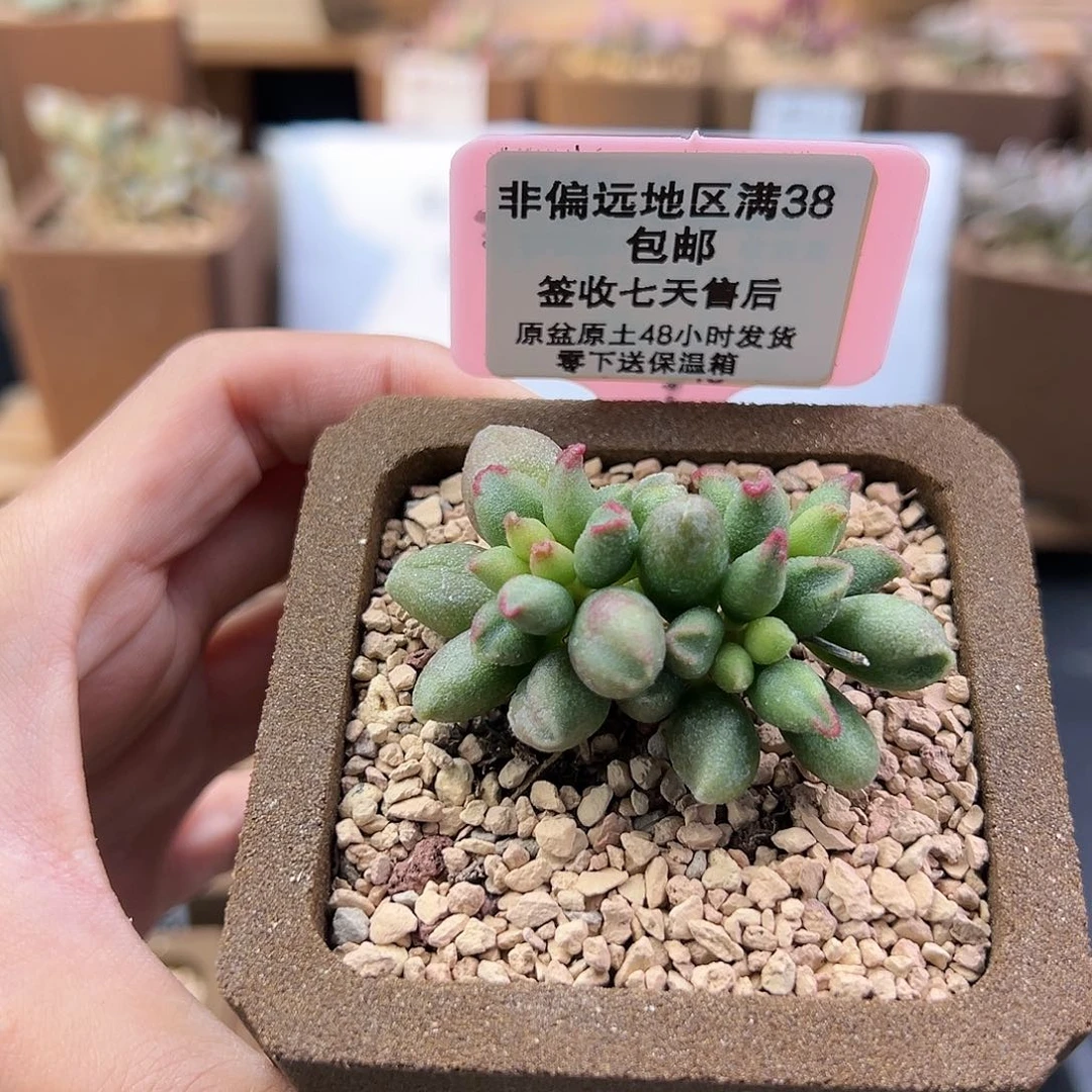 昨****来396红樱桃多肉植物