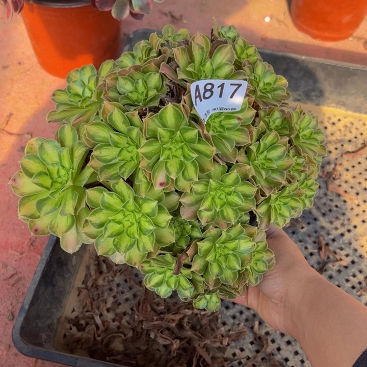 韶华多肉植物817.