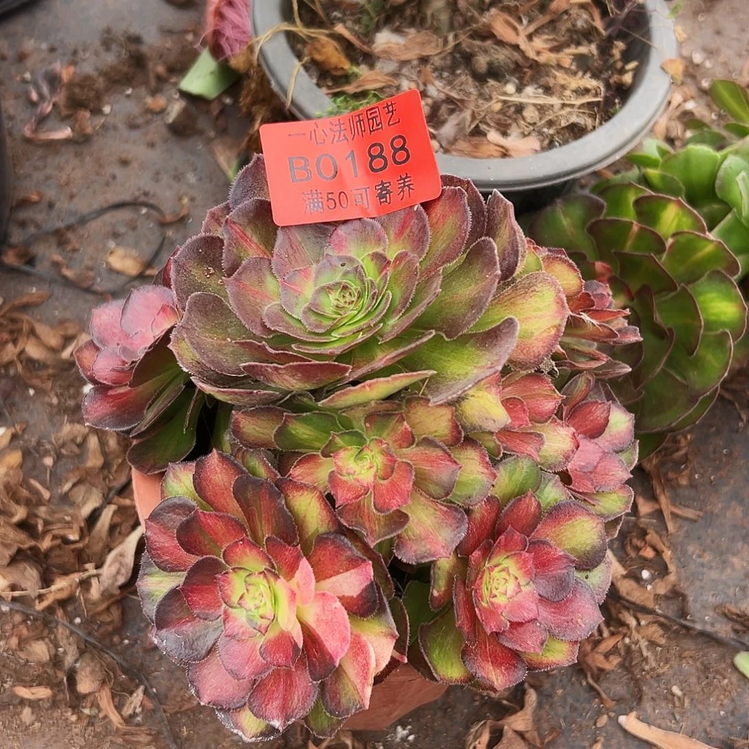 0188多肉植物海王七彩无根