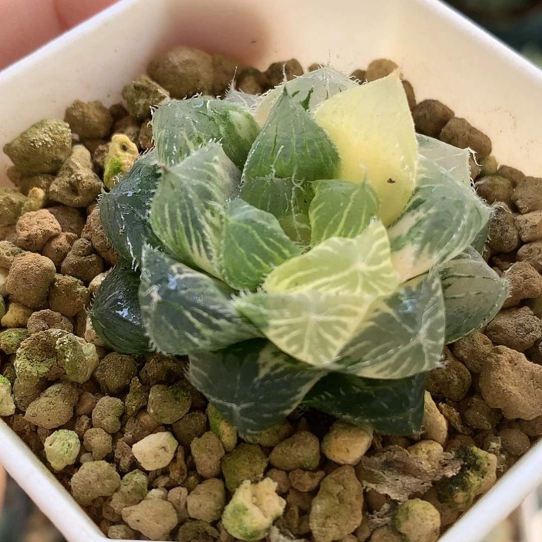 巨大化冰魄玉露锦带盆土发货