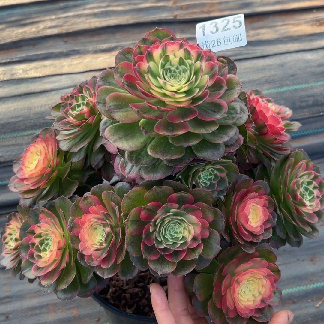 赤***.多肉植物1325海仙