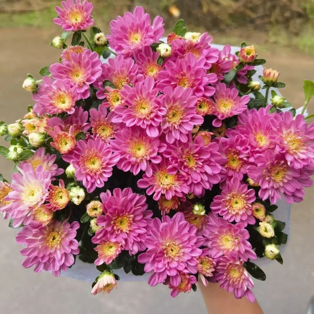 水果粉球鞠带花带花苞发货耐寒耐热多年生新手易养护