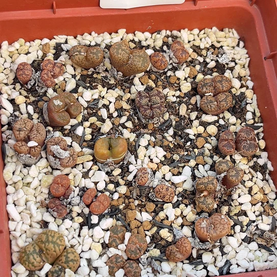 一物一拍勋章9921