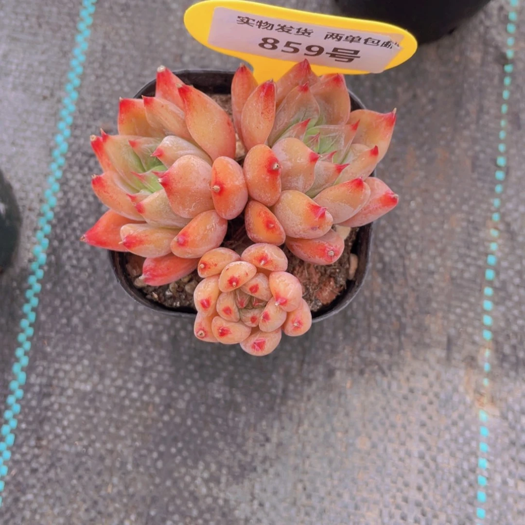 859号 老桩婚戒多头