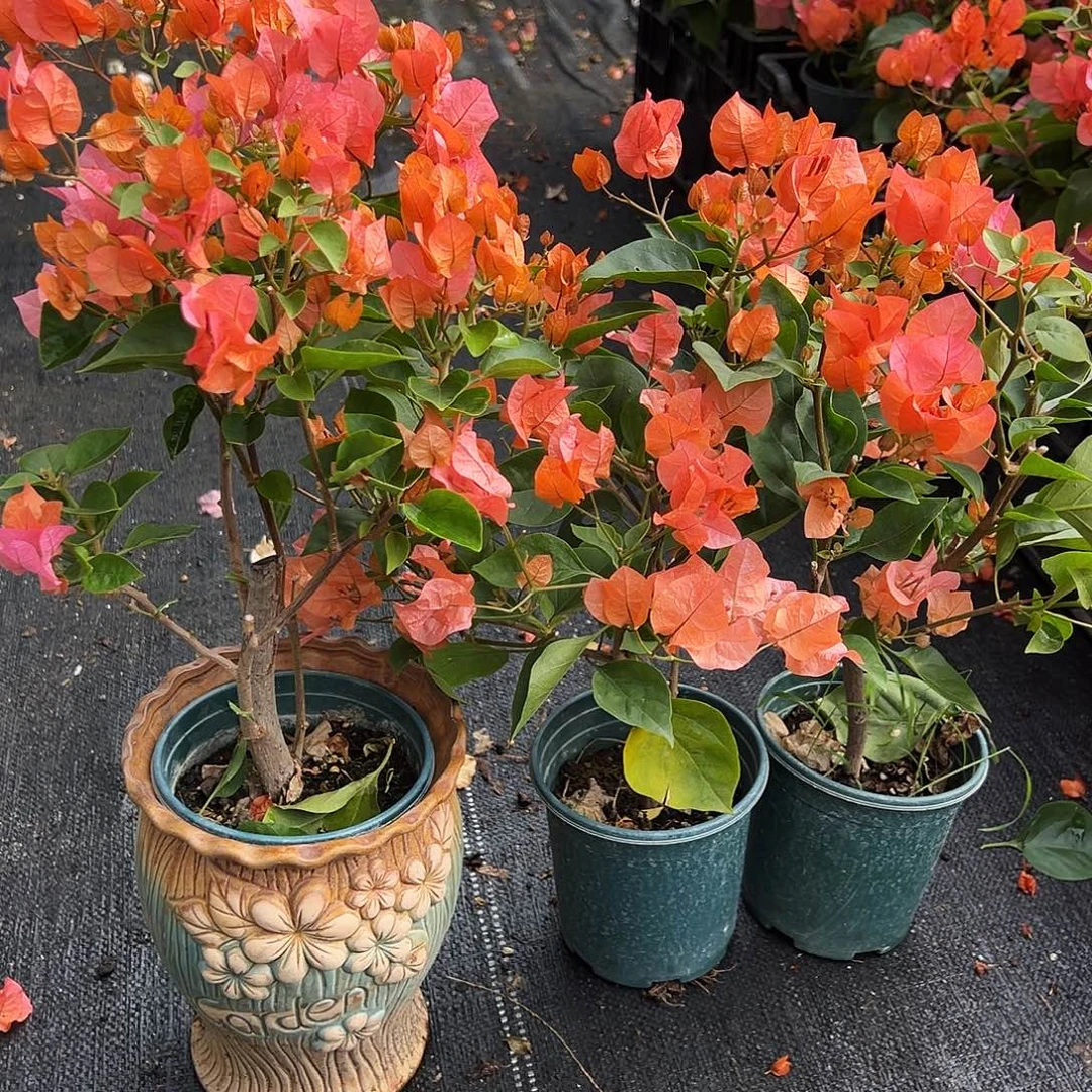 大部分花苞少量开放波妹掌中宝一棵