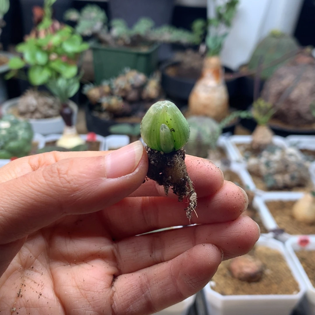 手***7佛座箍多肉脱土母本