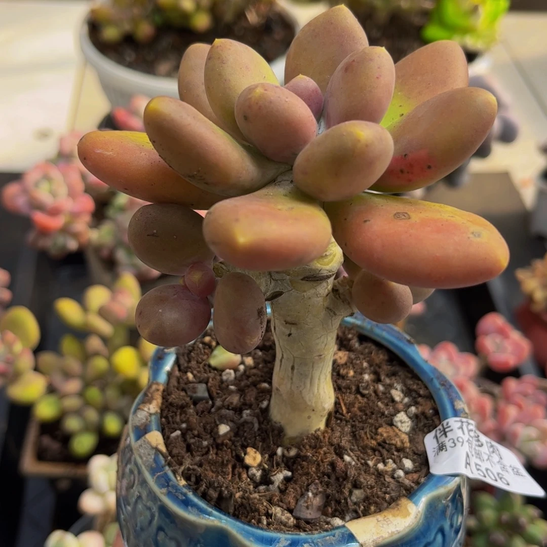 506/8cm芒果奶多肉植物