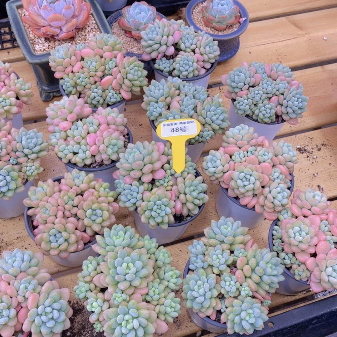 48号 鱼子酱多肉大群生一个