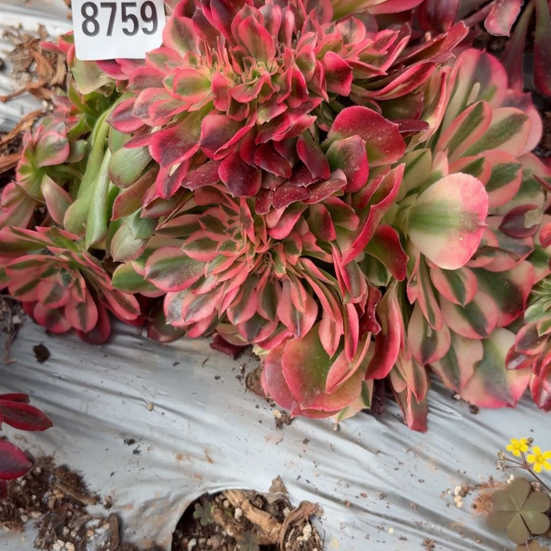 嗯8759 号多肉法师特价