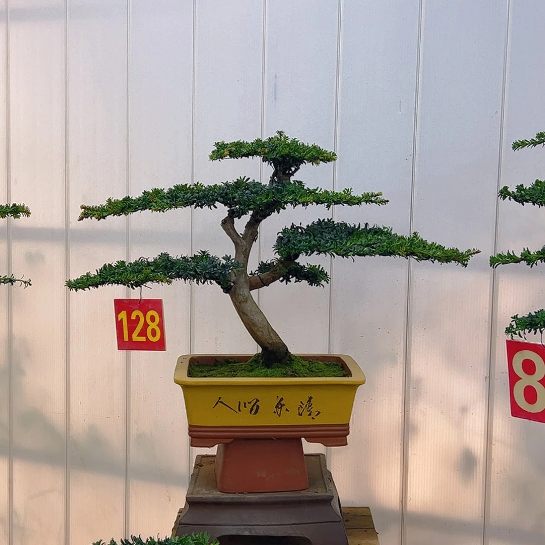 无花朵罗汉松盆景艺术