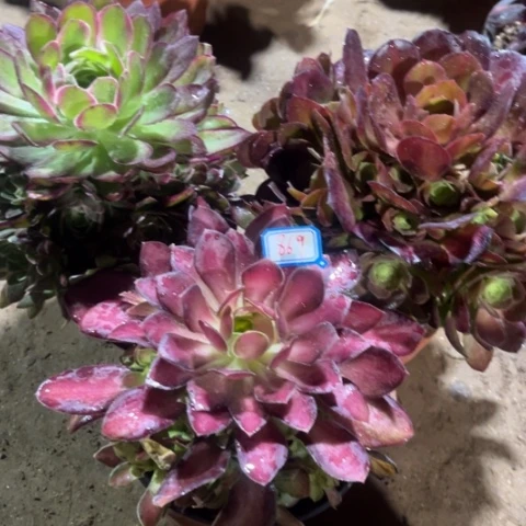 869多肉植物组合