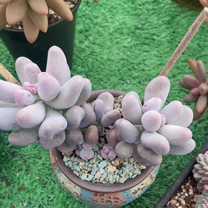 米可奶06196多肉植物