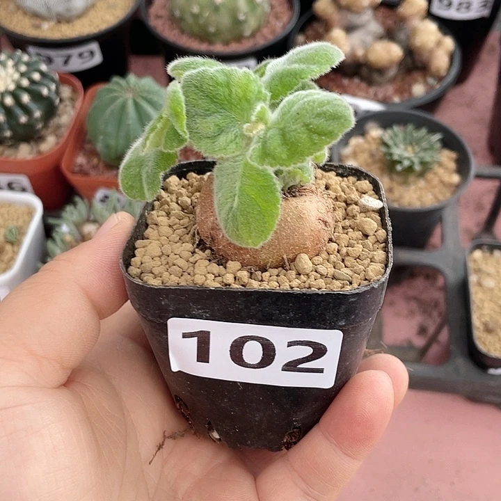 伸***爱102断崖王子块根，