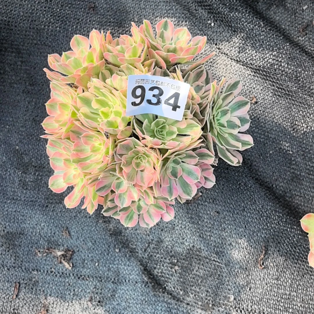 934粉女郎花花3-6
