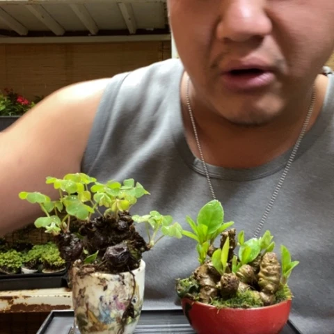 红陶一物一拍所见即所得30