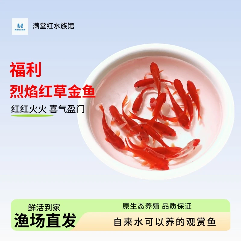 【5-7厘米21条】烈艳红草金鱼精品金鱼观赏鱼放生金鱼