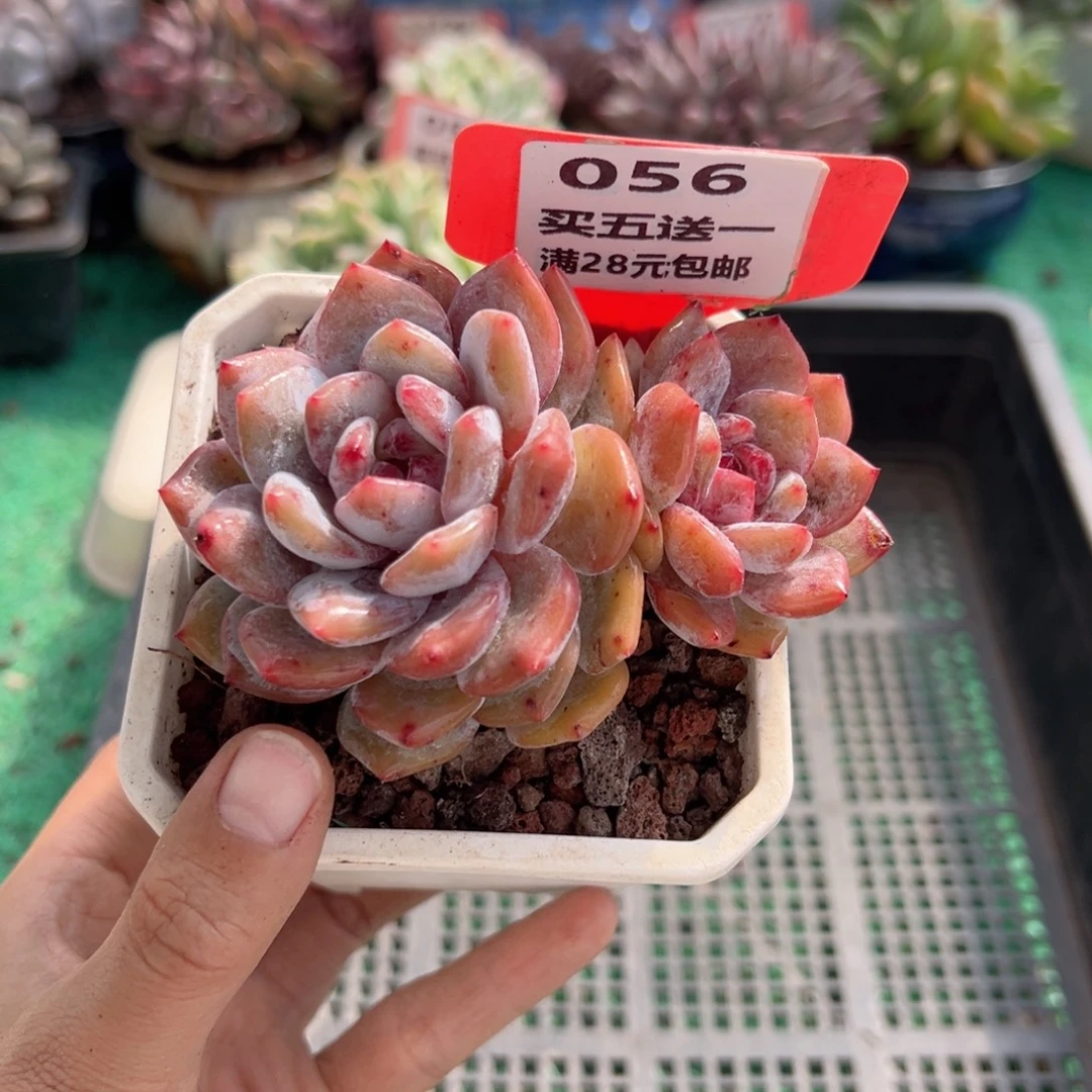 表妹精品多肉植物056.