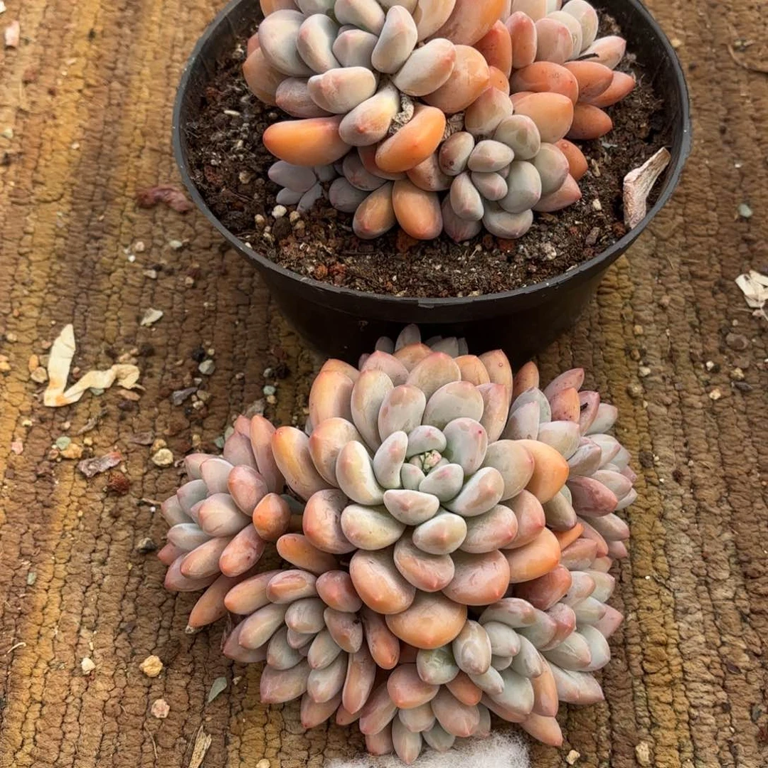 布羞妹妹的香水回去