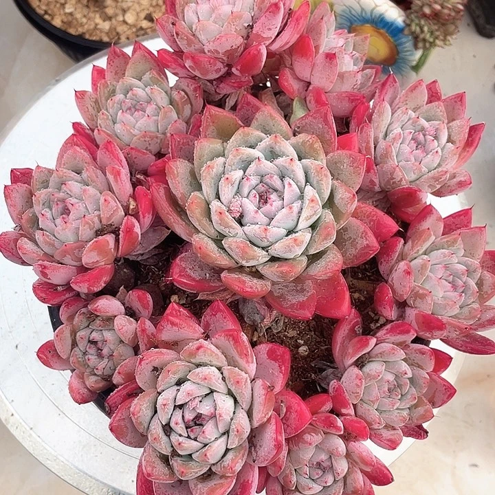 老桩手捧控养如梦令24脱土发