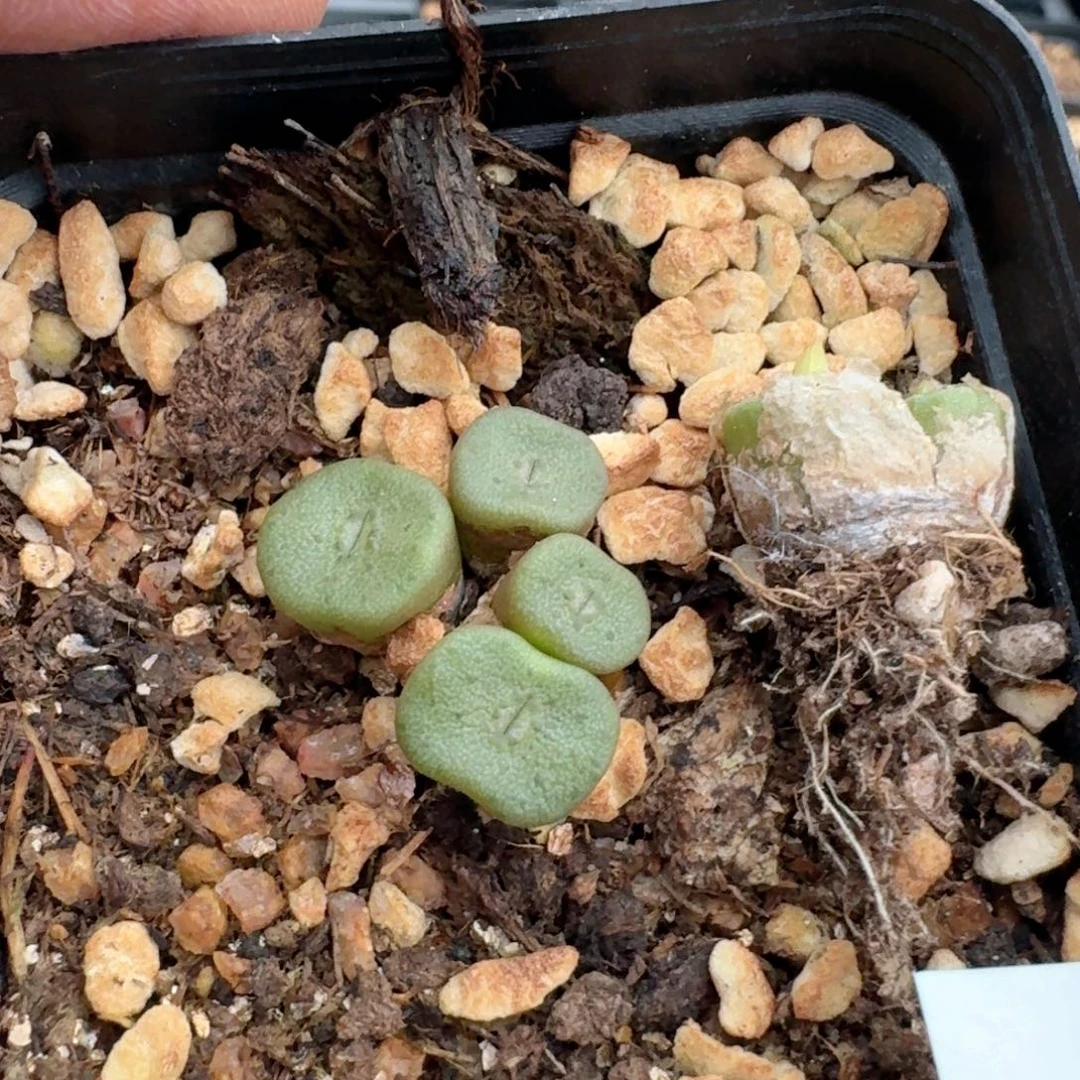 心****950方烧方碗脱土发货
