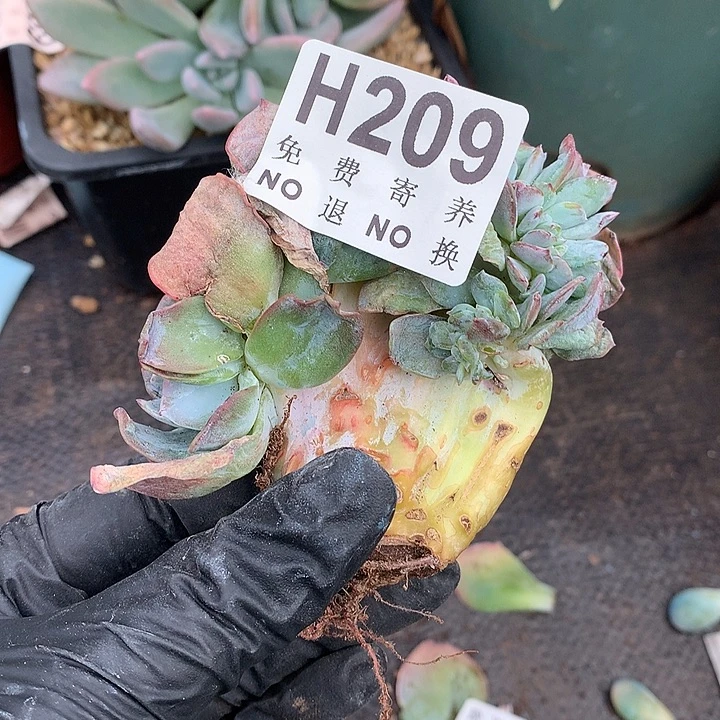 白凤缀化 非偏远38包邮节后发
