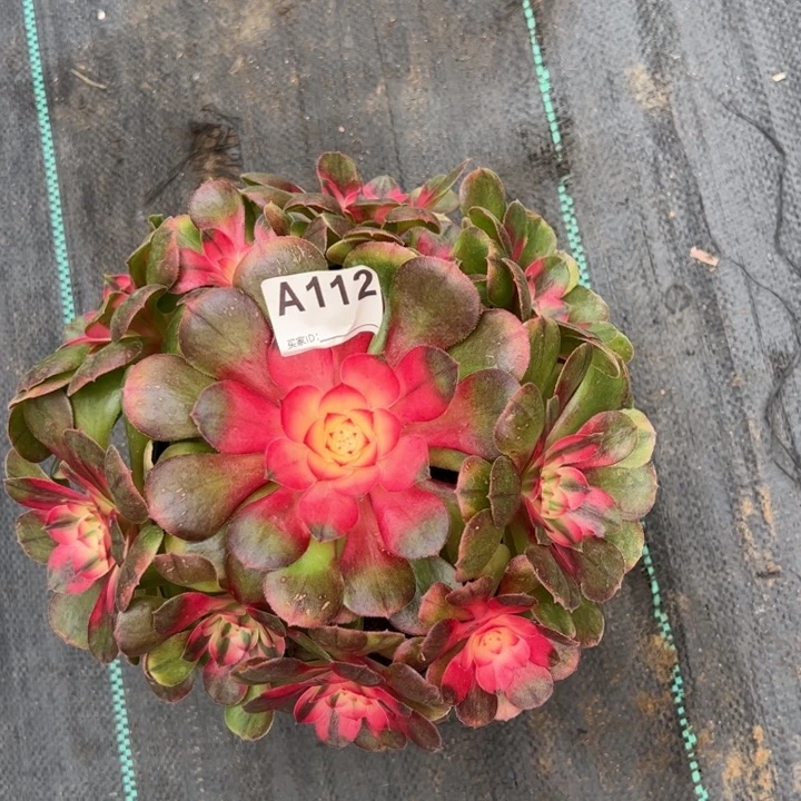 112荔枝22厘米左右