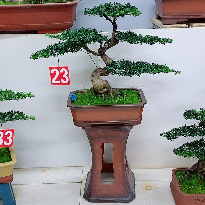 无花朵罗汉松盆景