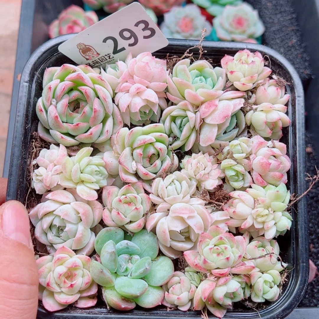 多肉植物多肉植物