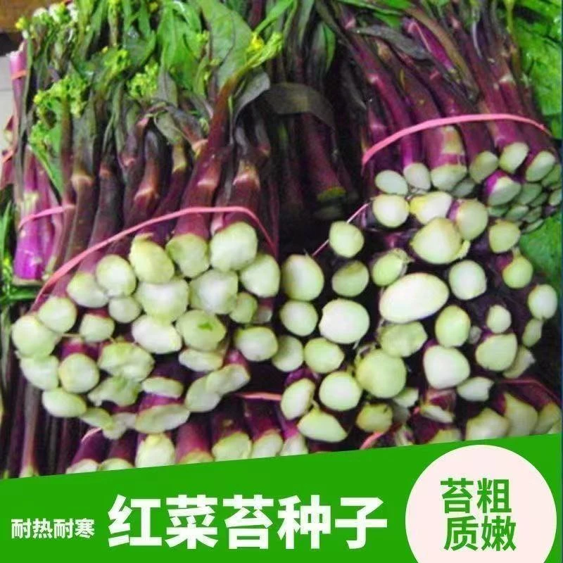 拍1包送2包红菜苔种子1000粒