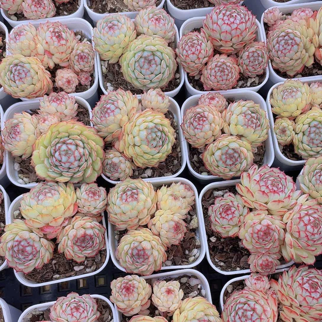 量拍12号 小红船小红p群生一个