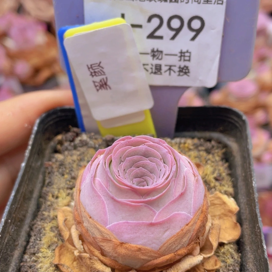 山地玫瑰奚颜J299