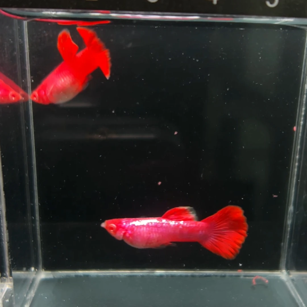 马晶塔白子孔雀鱼精品孔雀鱼纯种自己精养可视频挑鱼