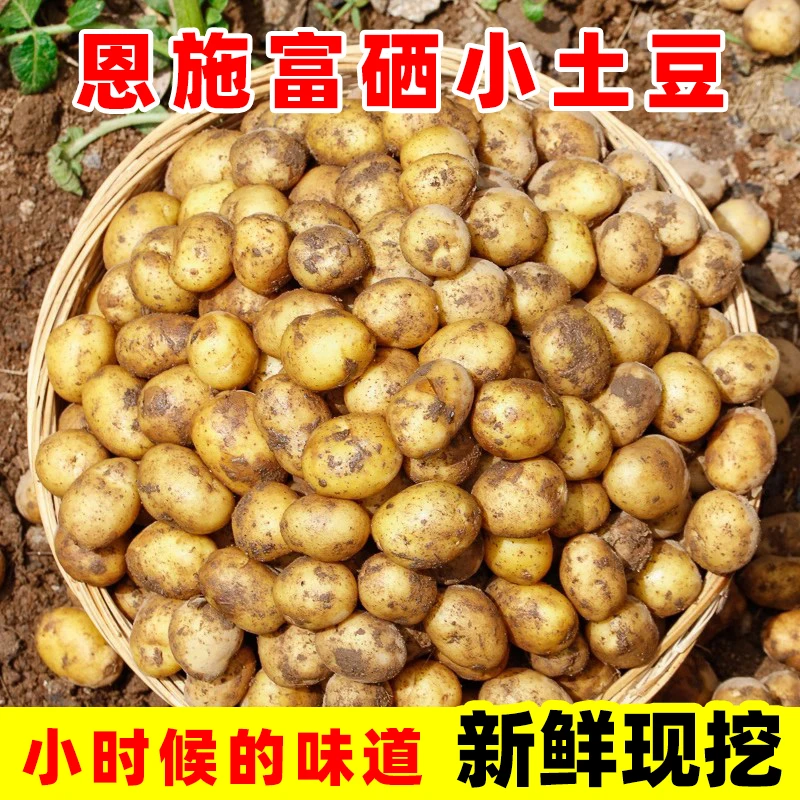 湖北恩施小土豆新鲜现挖富硒迷你黄心土豆马铃薯粉糯洋芋农家自种