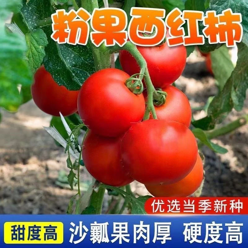 【全店满5包包邮】毛粉番茄种子非转基因西红柿种籽沙瓤农蔬菜番茄