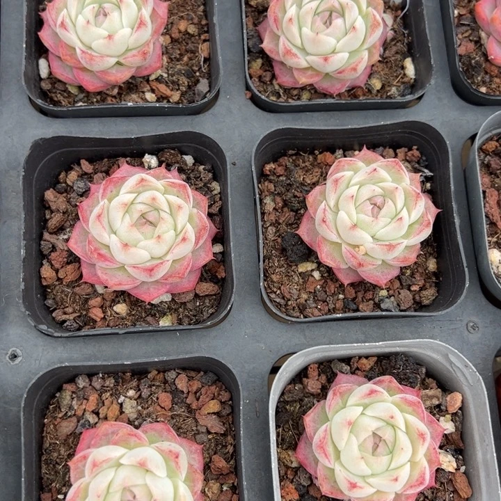 62号玫瑰一颗量拍多肉满20包邮下午发