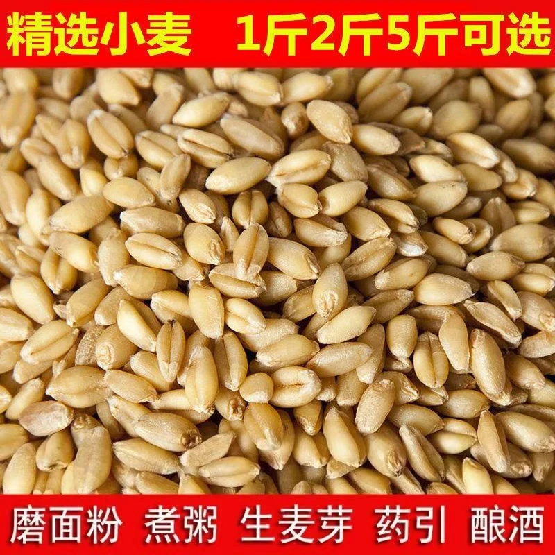 当季新麦农家可食优质小麦粒带壳皮喂鸡鸭鹅鸽子饲料钓鱼打窝猫草