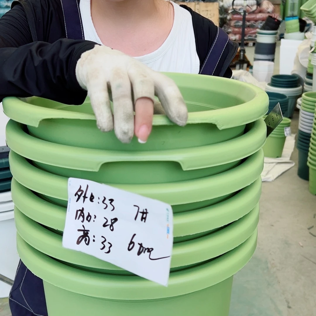 瑕疵四季盆7#果绿6个无托