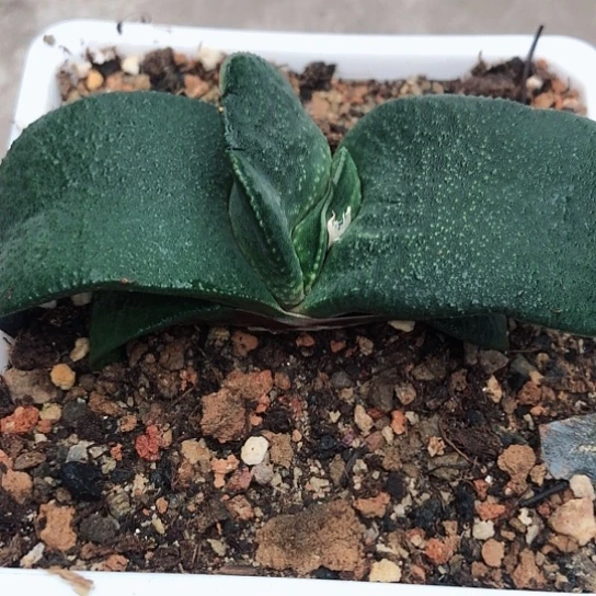 独**下蜗牛蜗牛脱盆发货