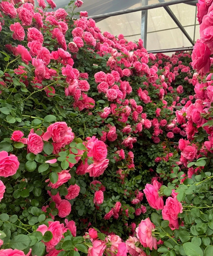 W粉色达芬奇【1.6-1.7米大苗】多季节重复开花藤本月季耐寒耐旱好养