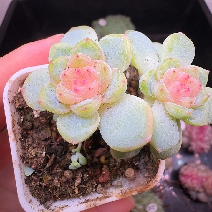 2909甜心双头小树
