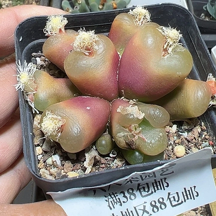 米***糯316号补差价zzyyyxyxxyx