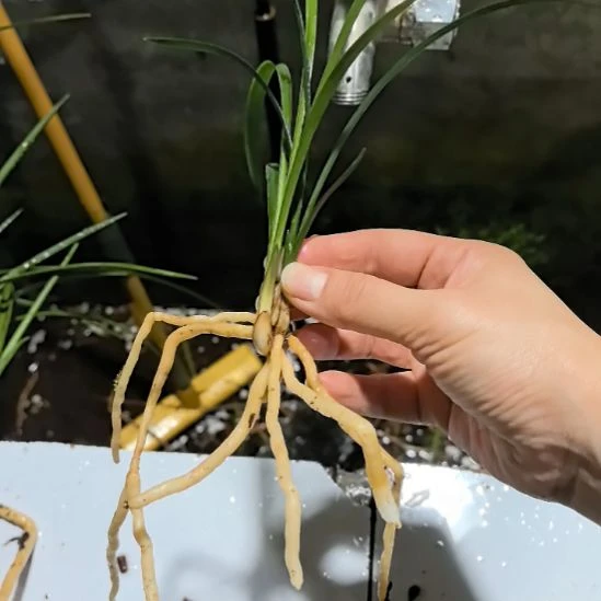 完全开放老种大富贵子母苗