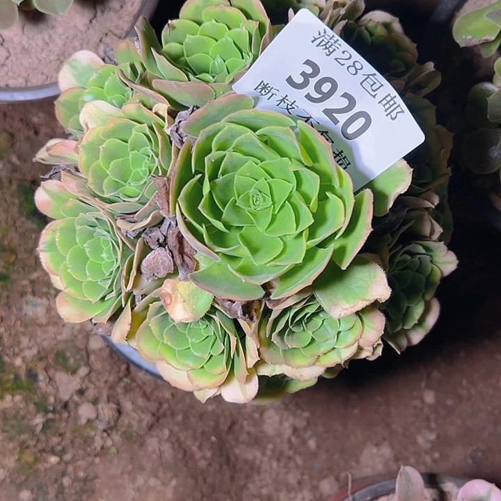 3920辛尼亚多肉植物