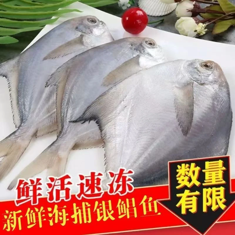 【京东顺丰冷链车发货】大号新鲜海捕银鲳鱼 刺少肉嫩 5条/斤