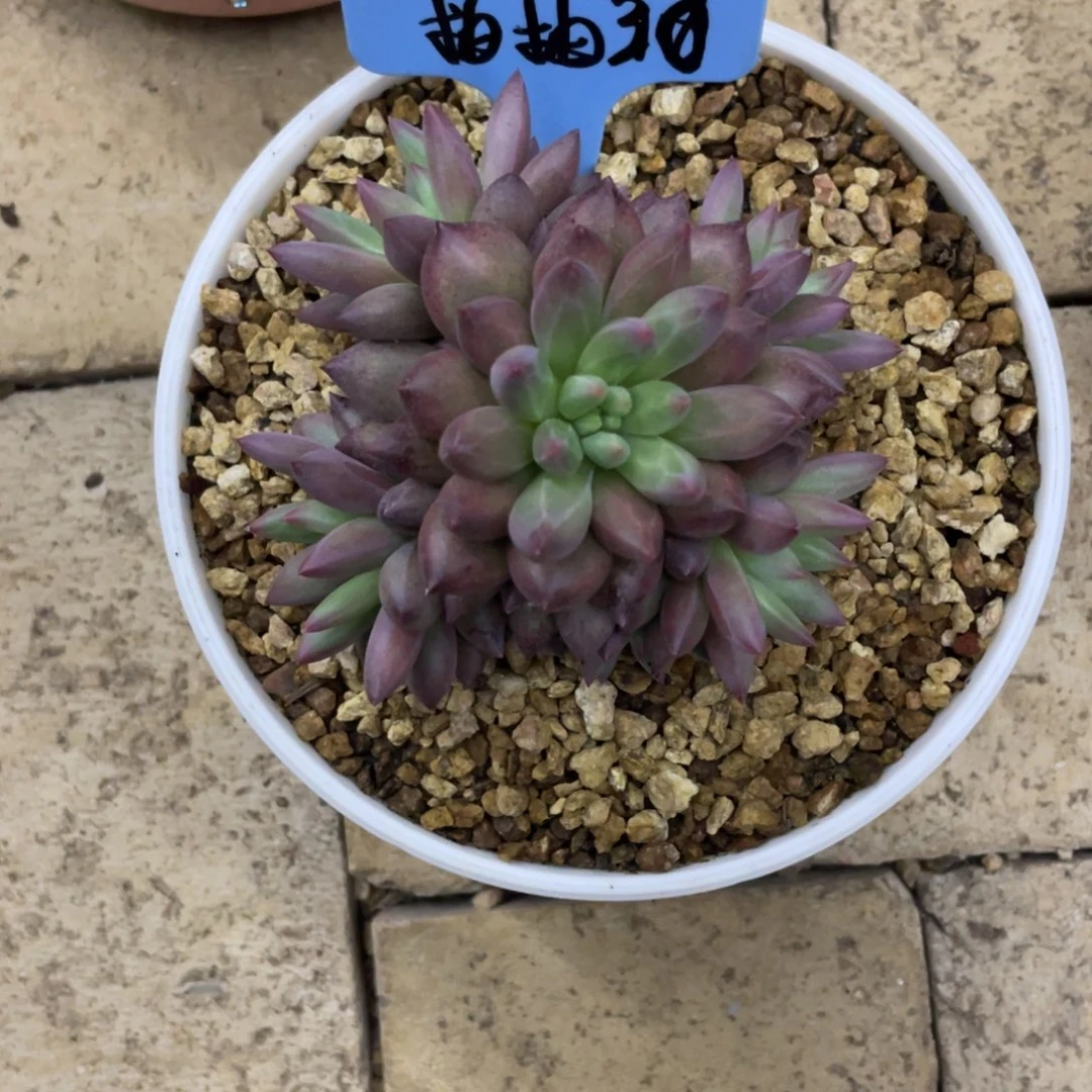 柚***肉柚柚30。