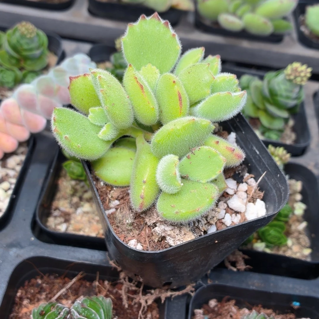 绿熊多肉9.9包邮发货