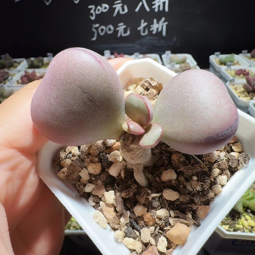 球球紫蛋生水泡，带盆发货，满38包邮