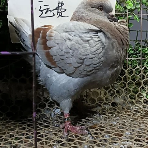圆环鸽子青年一只