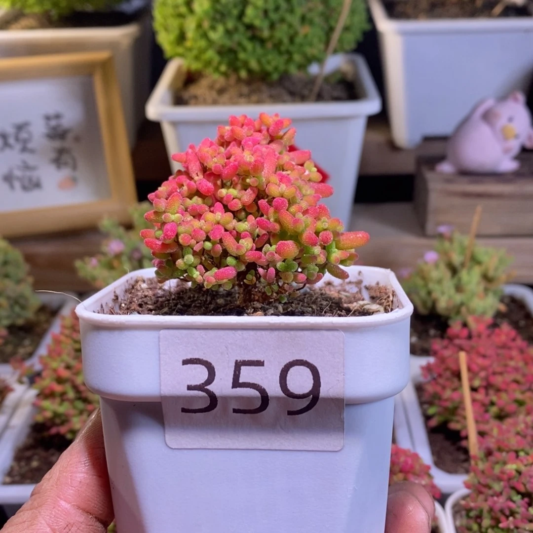 蜜橘带盆土发货一物一拍